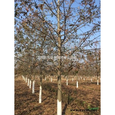 300畝苗圃臘梅報價/臘梅報價照片/臘梅綠化效果