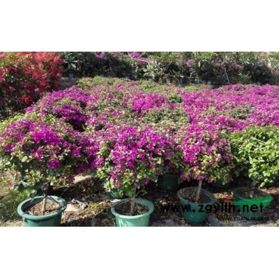 榕樹樁景，基地直銷，一手貨源