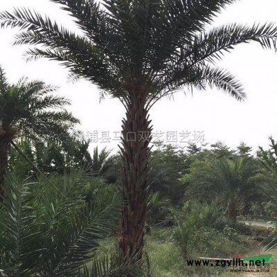 榕樹樁景，基地直銷