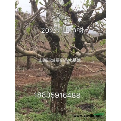15公分營養缽白皮松多少錢·20公分白皮松價格·30公分白皮