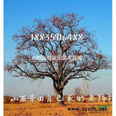 緊急高40公分白皮松全冠價格·占地50公分白皮松圖片·白皮松
