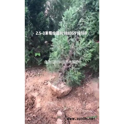 緊急30-40公分白皮松樹圖片·急售40-50公分白皮松價格