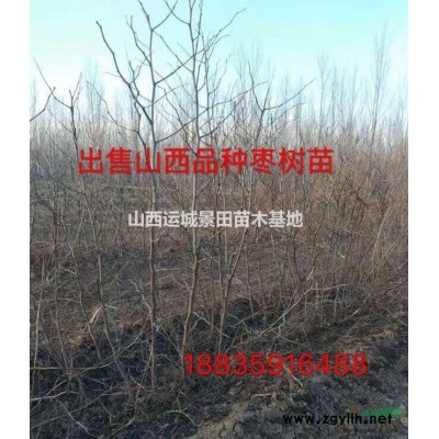 *新山桃價格·3公分山桃苗·5公分山桃樹·3公分山桃價格供應