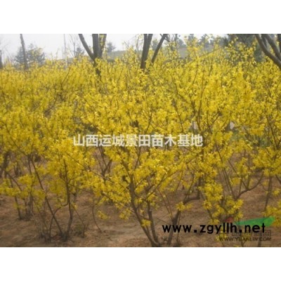 供應3公分紫葉李·3公分紫葉李圖片·紫葉李3公分價格詳情介紹