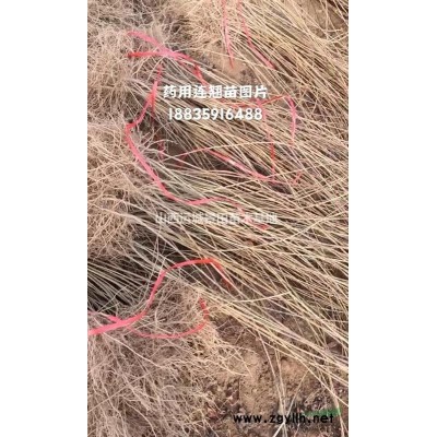 緊急8-10公分國槐/10-12公分國槐緊急價格10公分國槐