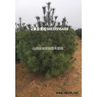 山西柿子樹·山西大柿子樹·山西柿子樹種植基地·供應山西柿子樹