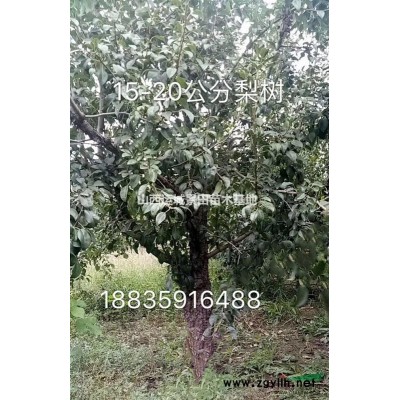 運城核桃樹·運城薄皮核桃樹種植基地·薄皮核桃樹產量詳情
