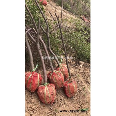 6公分核桃樹8公分核桃樹10公分核桃樹價(jià)格·核桃樹市場價(jià)格