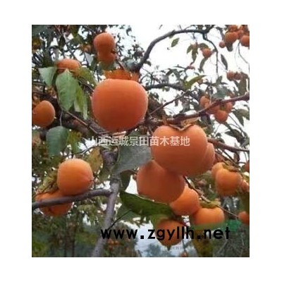 杏樹苗產(chǎn)地價格·山西杏樹產(chǎn)地報價·運(yùn)城果園杏樹種植基地