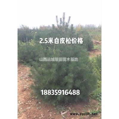 紅葉李基地·山西有紅葉李基地嗎？運城、臨汾叢生紅葉李