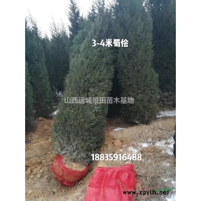 出售山楂樹的地方？什么地方山楂樹多？山楂樹價格多少錢