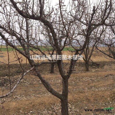 梨樹哪里多？梨樹基地批發·大規格15-20-25公分大梨樹價