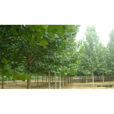 8公分脆甜柿子樹價(jià)格·8公分甜柿子樹基地·山西運(yùn)城柿子樹