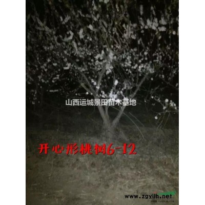 杏樹產地·果園杏樹·北方主要杏樹種植基地·杏樹主產地區