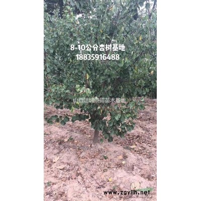 杏樹產地·杏樹基地·杏樹報價·杏樹樁批發價格多少錢