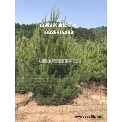 3米白皮松基地·3米白皮松產(chǎn)地·3米白皮松量大批發(fā)價(jià)格