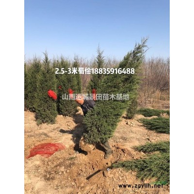 紅葉李價(jià)錢_紅葉李照片_紅葉李產(chǎn)地_山西紅葉李基地詳情