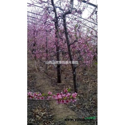 蜀儈價格多少錢？2米高的蜀儈價格，2-3米的蜀儈基地價格