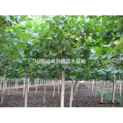 山西櫻花基地，18公分櫻花價格，20公分櫻花批發(fā)價格多少錢