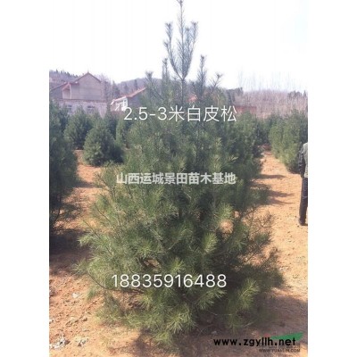 紅葉李價(jià)格，紅葉李行情，15-20公分行道樹紅葉李多少錢供應(yīng)