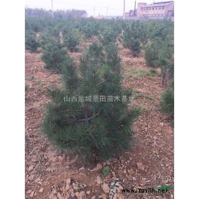 10公分梅李樹+12公分梅李樹+15公分梅李樹=山西梅李種植基地