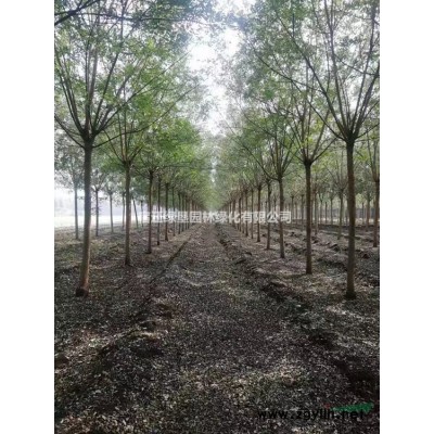 蔥蘭價格_蔥蘭圖片_蔥蘭產地_蔥蘭綠化苗木苗圃基地