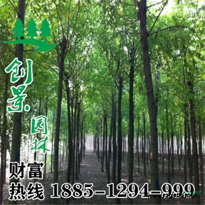 李葉繡線菊價格、沭陽李葉繡線菊種植基地直銷