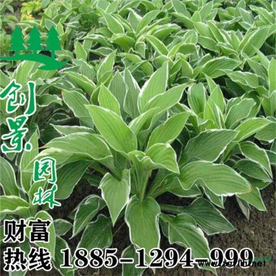 沭陽映山紅種植基地、價格低質量優、規格*