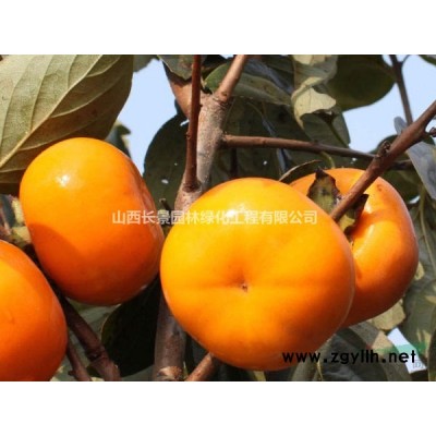 2米2米蜀儈價(jià)格20元，2米2米蜀儈價(jià)格20元供應(yīng)·山西蜀儈