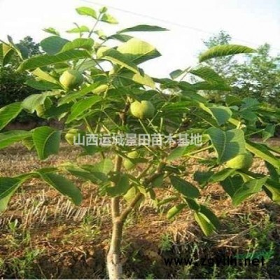緊急出售高度3-5米法桐小苗·3-5公分法桐苗價格圖片詳情