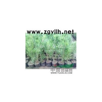3-5公分棗樹(shù)·6-8公分棗樹(shù)價(jià)格·10-12公分棗樹(shù)供應(yīng)