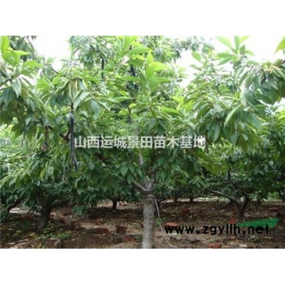 山西地區供應胸徑15公分國槐20公分國槐25公分國槐價格詳情