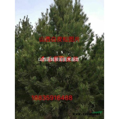 供應桃樹、占地桃樹量大·觀賞桃樹·3-12公分桃樹價格詳情