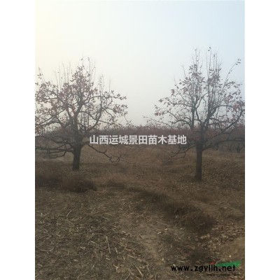 8公分占地櫻桃樹價格·3-15公分櫻桃樹清地處理山西櫻桃樹