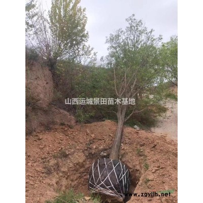 柿子樹多少錢？哪有柿子樹？8-18公分柿子樹價格供應柿子樹