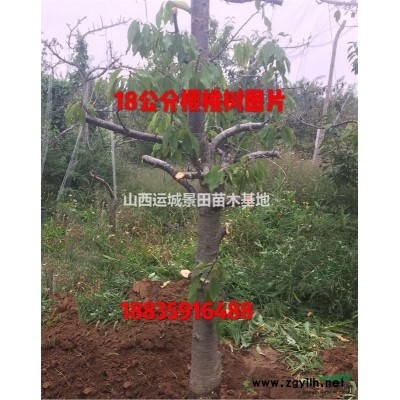 山西蘋果苗基地·紅富士蘋果蘋果苗·*大的種植基地·山西運城市