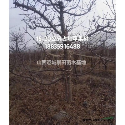 山楂樹_價格_圖片_產地_品種_絳縣山楂樹_山西運城市種植