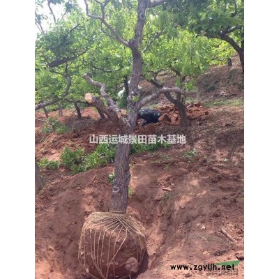 *新柿子樹·*新柿子樹價格·*新柿子樹相關產品信息詳情