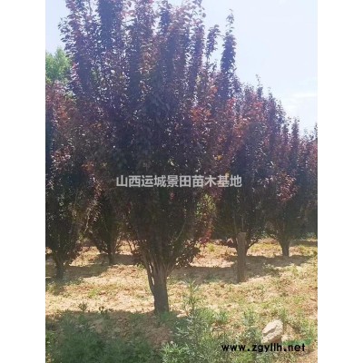 15公分山楂樹15公分山楂樹苗價格·15公分大山楂樹圖片產(chǎn)地