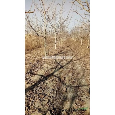 地徑5公分米徑4公分紅葉李圖片·紅葉李產(chǎn)地批發(fā)價(jià)格