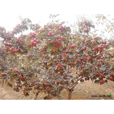 地徑8公分米徑8公分紅葉李·雙8公分紅葉李報(bào)價(jià)圖片產(chǎn)地詳情