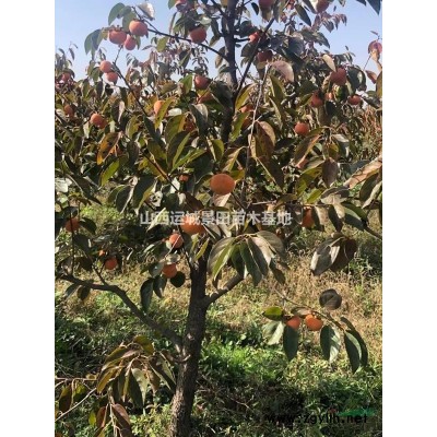 3公分+3公分紅葉李=6公分紅葉李圖片=6公分紅葉李價格供應