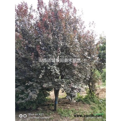 山楂樹的價格_更新山楂樹的價格_山楂樹批發報價_山楂樹的產地