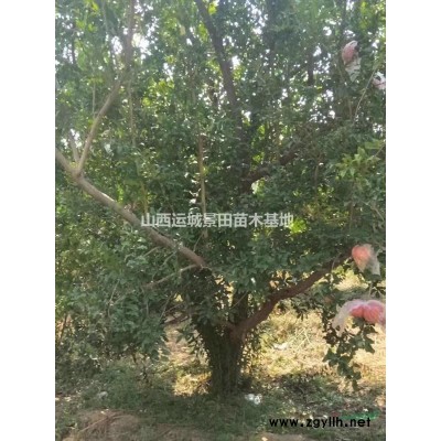 白皮松*新動態·50公分白皮松詳情·100公分白皮松價格供應