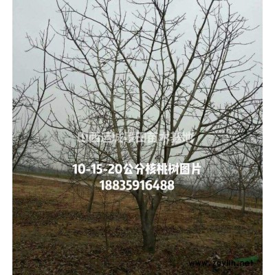 山楂小苗多少錢(qián)？哪里山楂苗？嫁接山楂苗·成品山楂樹(shù)苗價(jià)格產(chǎn)地