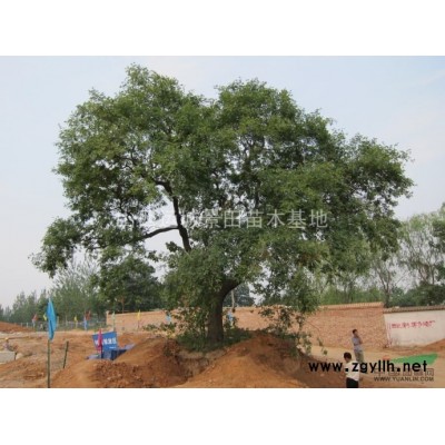 50公分白皮松50公分白皮松圖片·50公分白皮松價(jià)格產(chǎn)地詳情