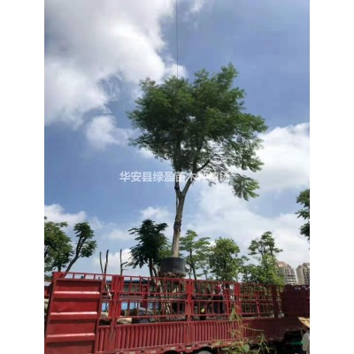 福建供應(yīng)小葉欖仁規(guī)格*