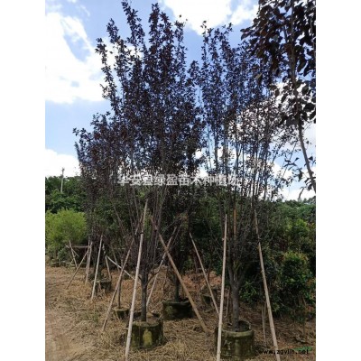 福建供應(yīng)金葉非洲茉莉規(guī)格*