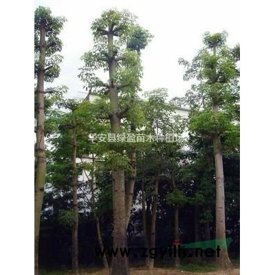 福建供應(yīng)黃花風(fēng)鈴木規(guī)格* 產(chǎn)地直供