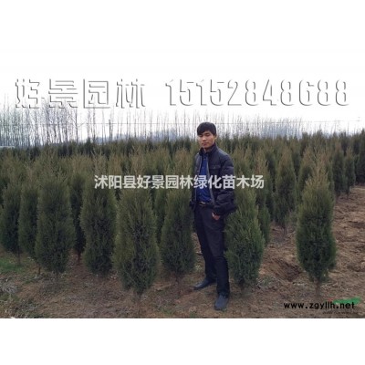 臭椿價格_臭椿圖片_臭椿產地_臭椿綠化苗木苗圃基地